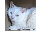 Adopt Rosa a Domestic Shorthair / Mixed cat in Lexington, KY (41372151)