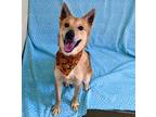 Adopt Dingo a Shiba Inu / Terrier (Unknown Type, Medium) / Mixed dog in