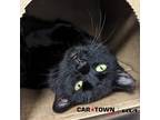Adopt Martha a Domestic Shorthair / Mixed cat in Lexington, KY (41372149)