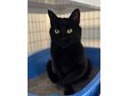 Adopt Miss Purregrine a All Black Domestic Shorthair / Domestic Shorthair /