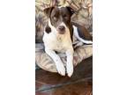 Adopt Pebble a Brown/Chocolate - with White American Pit Bull Terrier / Mutt /