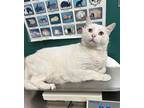 Adopt Slim a White Domestic Shorthair / Domestic Shorthair / Mixed cat in