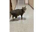 Adopt Kapri a Tan or Fawn Tabby Domestic Shorthair / Mixed (short coat) cat in