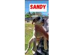 Adopt Sandy a White - with Red, Golden, Orange or Chestnut Boxer / German