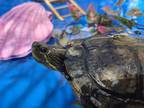 Adopt Galileo a Turtle - Water reptile, amphibian, and/or fish in San Diego
