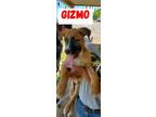 Adopt Gizmo a Red/Golden/Orange/Chestnut - with White Boxer / German Shepherd