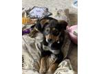 Adopt Loon a Black - with Brown, Red, Golden, Orange or Chestnut Blue Heeler /