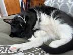 Adopt Anakin a Black & White or Tuxedo American Shorthair / Mixed (short coat)