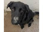 Adopt Wiley a Labrador Retriever / Mixed Breed (Medium) / Mixed dog in Tool