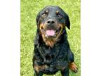 Adopt Capers a Black - with Brown, Red, Golden, Orange or Chestnut Rottweiler /