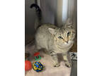 Adopt Bitsy a Gray or Blue Domestic Shorthair / Domestic Shorthair / Mixed cat