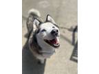 Adopt Lila a White Husky / Mixed dog in Chicago, IL (41127278)