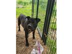 Adopt Delilah a Black Chow Chow / Labrador Retriever / Mixed dog in Norton