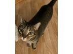 Adopt Hermes a Brown or Chocolate American Shorthair / Mixed (short coat) cat in