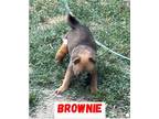 Adopt Brownie a Red/Golden/Orange/Chestnut Siberian Husky / Mixed dog in Norco