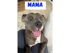 Adopt Mama a Gray/Silver/Salt & Pepper - with White Pit Bull Terrier / Mixed dog