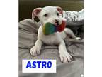 Adopt Astro a White Pit Bull Terrier / Mixed dog in Norco, CA (41386770)