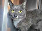 Adopt Dan a Gray or Blue (Mostly) Domestic Shorthair / Mixed cat in