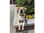 Ranger, Labrador Retriever For Adoption In Copiague, New York