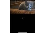 Adopt Nimbus a Gray or Blue Domestic Shorthair / Mixed (short coat) cat in