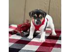 Parson Russell Terrier Puppy for sale in Konawa, OK, USA