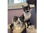 Adopt Zoe & Oliver a Domestic Shorthair / Mixed cat in Salmon Arm, BC (41250484)