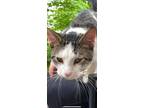 Adopt Jack Harlow a White Domestic Shorthair / Domestic Shorthair / Mixed cat in