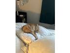 Adopt Yardley a Orange or Red Domestic Mediumhair / Mixed (medium coat) cat in