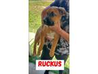 Adopt Ruckus a Red/Golden/Orange/Chestnut - with White Boxer / Mixed dog in