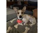 Cassie, Rat Terrier For Adoption In Sun Valley, California
