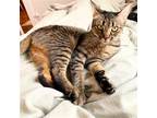 Adopt Jacuzzi a Brown Tabby Domestic Shorthair / Mixed (short coat) cat in