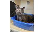 Meeko~24/25-0011a, Domestic Shorthair For Adoption In Bangor, Maine