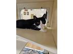 Finley~24/25-0011b, Domestic Shorthair For Adoption In Bangor, Maine