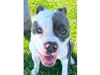 Adopt Levi - Foster or Adopt Me! a American Staffordshire Terrier / Mixed dog in