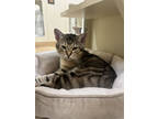 Tyson~23/24-0293a, Domestic Shorthair For Adoption In Bangor, Maine