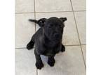 Adopt Ollie a Labrador Retriever / Mixed dog in Osage Beach, MO (41363174)