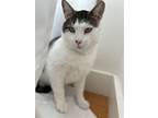 Adopt Archie is a gentle soul a Gray or Blue (Mostly) Domestic Shorthair / Mixed