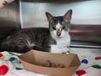 Adopt Hyperbole a Gray or Blue Domestic Shorthair / Domestic Shorthair / Mixed