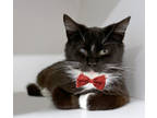 Adopt Elma a All Black Domestic Shorthair / Domestic Shorthair / Mixed cat in
