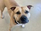 Adopt Max a Tan/Yellow/Fawn Mixed Breed (Large) / Mixed dog in Arlington