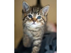 Adopt John a Brown Tabby Domestic Shorthair / Mixed Breed (Medium) / Mixed