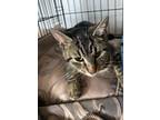 Adopt Campari a Domestic Shorthair / Mixed (short coat) cat in Freeport