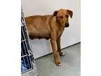 Adopt Elizabeth a Labrador Retriever / Mixed dog in Danielsville, GA (41368210)