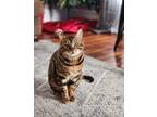 Adopt Sammy a Spotted Tabby/Leopard Spotted Bengal / Mixed (short coat) cat in