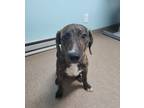 Adopt Wesley a Hound (Unknown Type) / Mixed dog in Genoa, IL (41281386)