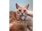 Adopt Tanner a Domestic Shorthair / Mixed (short coat) cat in Ridgely