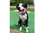 Adopt Lady a American Pit Bull Terrier / Hound (Unknown Type) / Mixed dog in