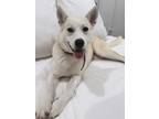 Adopt Champagne a Tan/Yellow/Fawn Husky / Golden Retriever / Mixed dog in