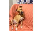Adopt Dexter a Brown/Chocolate - with White Black Mouth Cur / Mixed Breed