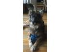 Adopt Lexi a Brown/Chocolate German Shepherd Dog / Mixed dog in Brooklyn